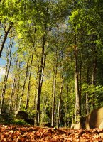 &quot;Rudens takas&quot; Saulė Prušinskaitė